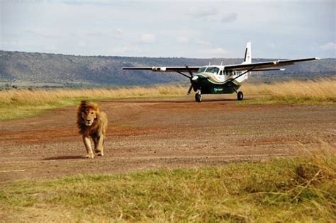 4 Days Masai Mara Fly In Safari Fly Into Masai Mara National Reserve