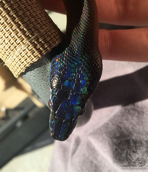 White Lipped Python Photos