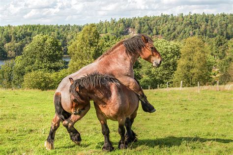 Horse Play Photograph By Kristina Rinell Fine Art America