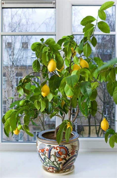 How To Grow A Dwarf Lemon Tree Indoors Indoor Fruit Trees Indoor