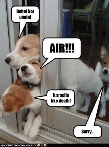 Funny Dog And Cat Photos With Captions Motley Dogs
