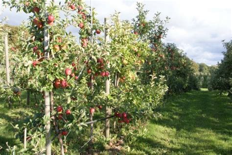 Harndrup Skov Frugtplantage Økologiske æbler og pærer