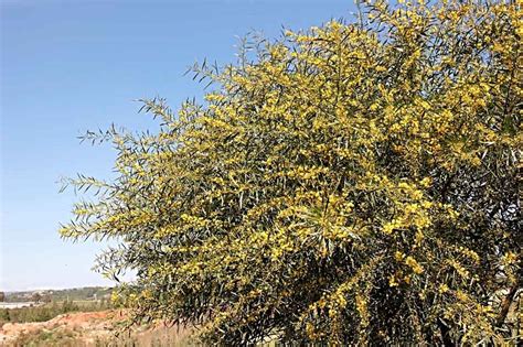 Mimosa Trees For Sale Buying And Growing Guide