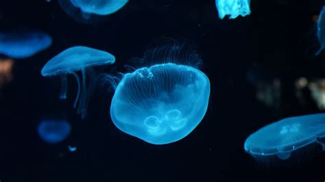Download 2560x1440 Jellyfish Underwater Wallpapers For Imac 27 Inch