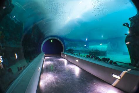Loveland Living Planet Aquarium Ninth Largest In Nation Upr Utah