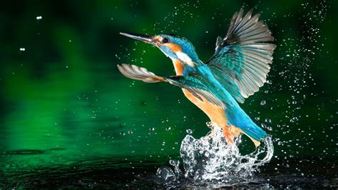 Kingfisher Water Drops Birds Wallpapers Hd Desktop And