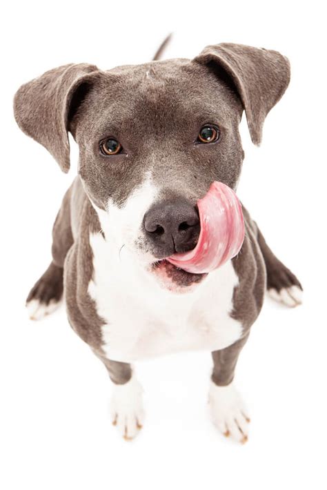 Just copy the code below: Our Guide to the Best Dog Food for Pitbulls (2021 Reviews)