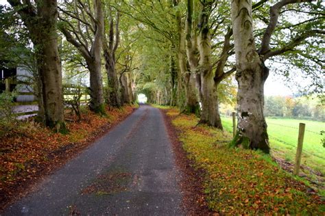 Fallen Leaves Along Meenmore Road © Kenneth Allen Cc By Sa20