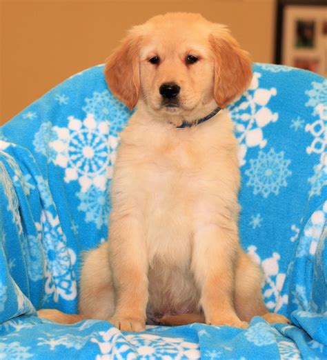 49 Best Pictures Golden Retriever Puppy Training Videos Best Of Cute