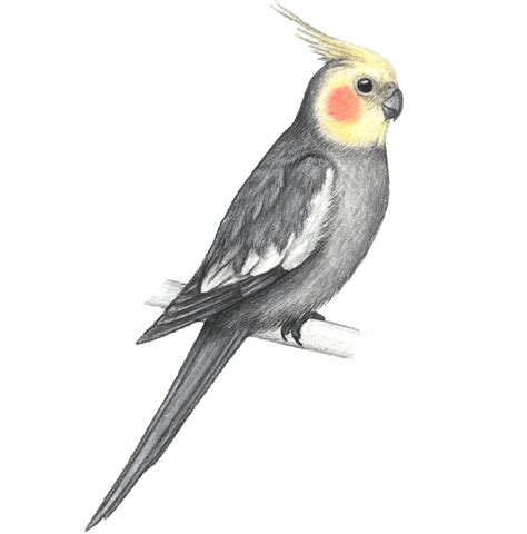 Cockatiel Drawing Ubicaciondepersonascdmxgobmx