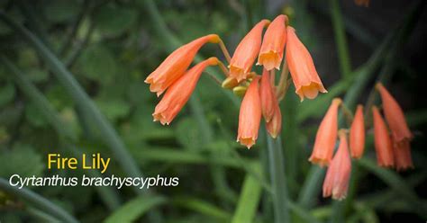 Fire Lily Plants How To Grow And Care For The Cyrtanthus