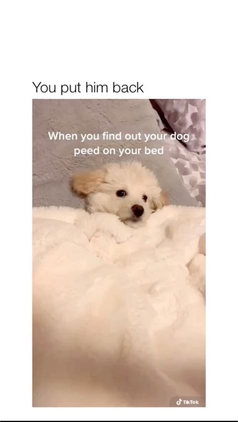 Affectionofdogs On Instagram Follow Doggiesinpublic For More Noooo He