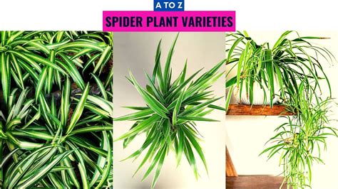 Spider Plant Varieties A To Z Youtube