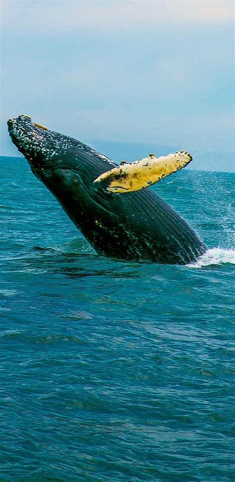 The best whale watching tour - in Brier Island in the Bay of Fundy in