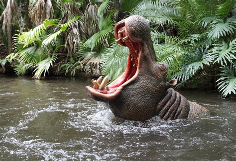 Hippo A Hungry Hungry Hippo From The Jungle Cruise In Adv Flickr