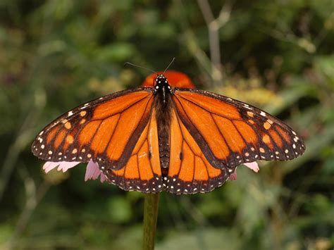 File Monarch Butterfly Danaus Plexippus Male 2664px Wikimedia Commons