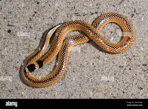 Black Striped Burrowing Snake Neelaps Calonotus Endemic Of Coastal