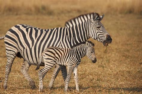 Mom And Baby Zebra Animals Pinterest