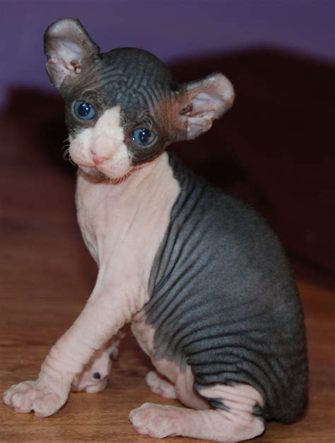 Im Gonna Get This Elf Kitten And Name Him Dobby As Soon As Someone Gives Me 1775 D