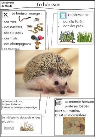 Rallye lecture des animaux d'amérique du sud (merci lucyl) dictionnaire et loto autour des animaux d'amérique du sud (merci aurélie) voici. Le Sac à Idées - Quelques documents en partage pour le ...