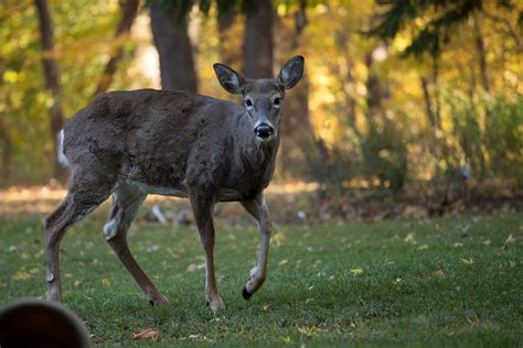 Ann Brokelman Photography White Tailed Deer In Scarborough