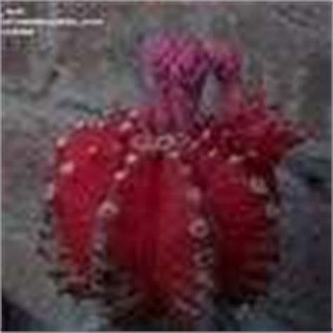 It's a simple question with no easy answer. Gymnocalycium, Moon Cactus, Ruby Ball Gymnocalycium ...