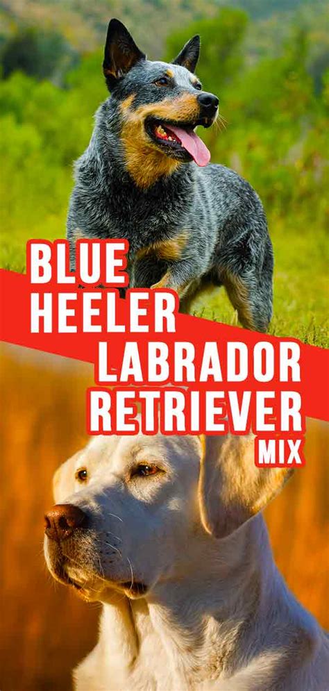 Blue Heeler Lab Mix Puppy