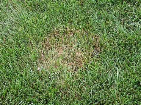 Brown Patch Is Your Lawn Looking A Little Ragged Greenview