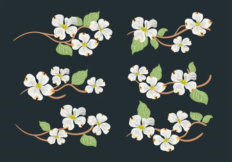 Dogwood Flower Vector Collection 156465 Vector Art At Vecteezy