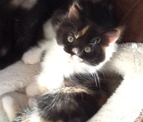 Find manx kittens for sale on pets4you.com. Munchkin Manx Kittens Only One Left!!!! for Sale in Aurora ...