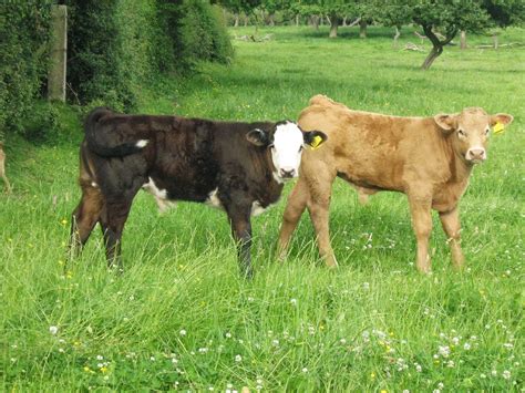 Check out our cute cow art selection for the very best in unique or custom, handmade pieces from our wall hangings shops. Cute Cows | Cute Cows Summer Royalty Free Stock Photo Pictures Images And | ZOOM