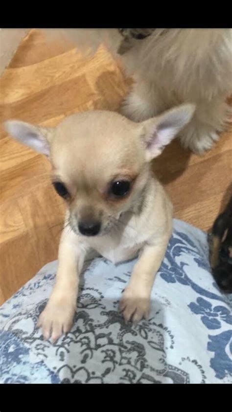 Apple Dome Head Female Chihuahua Puppy In Stretford Manchester Gumtree