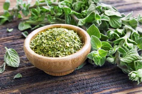Wholesale oregano ground ☆ find 1 oregano ground products from 1 manufacturers & suppliers at ec21. How to Use Culinary Herbs as Ground Cover | Gardener's Path