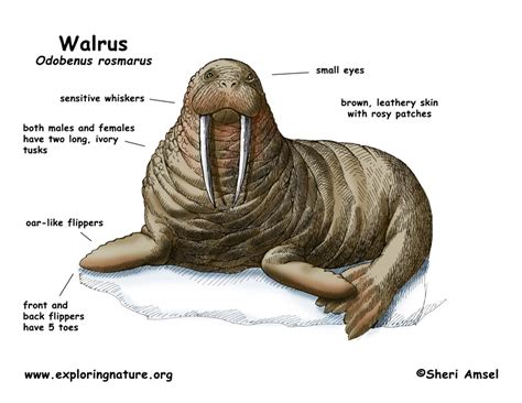 Walrus Reproduction System