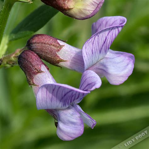 Dat kan op deze website! Heggenwikke - Vicia sepium - Paarse wilde bloemen