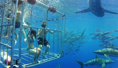 Buy Cheap Shark Diving Oahu Shark Cage Dive Hawaii On