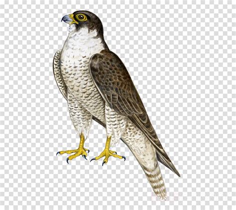 Falcon clipart cooper's hawk, Falcon cooper's hawk Transparent FREE for download on ...