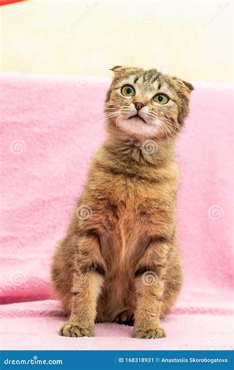 Funny Happy Tabby Cat Is Playing On Pink Background Stock Image Image
