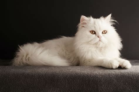 Although persians tend to be relaxed and easygoing, they also command an air of royalty. Persian Cat - 4KPets.com