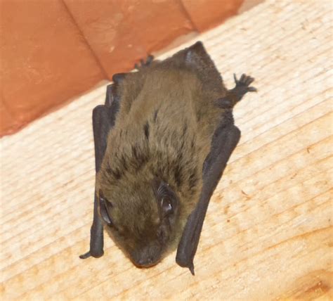 Maybe you would like to learn more about one of these? bat control and repellent treatments for the home yard and ...