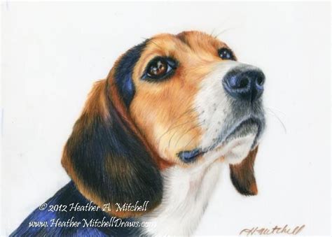 Beagle Colored Pencil Drawing By Heather A Mitchell Image From