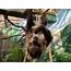 New Two Toed Sloth Arrives At Smithsonian’s National Zoo  Smithsonian