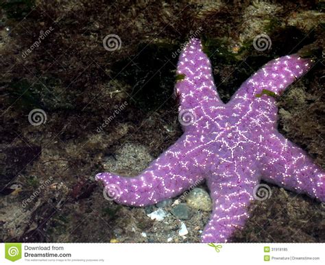 Purple Sea Star In Shallow Water Royalty Free Stock Photo Image 31918185