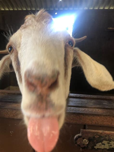 Rate My Goat Goats