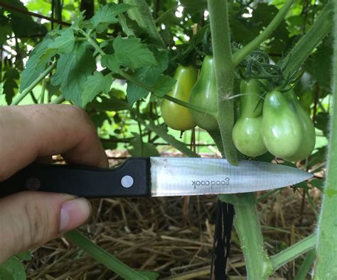 Pruning Tomatoes For Maximum Yield Growing Tomato Plants Tomato