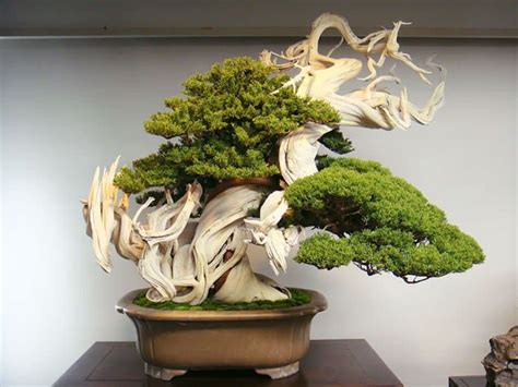 10 Of The Most Beautiful Bonsai Trees Ever