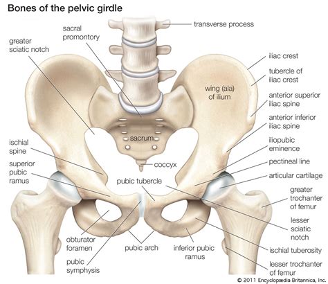 Pelvis Definition Anatomy Diagram And Facts Britannica