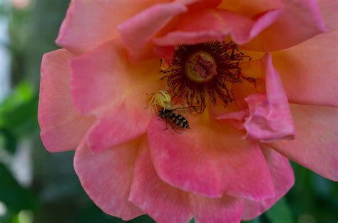 Battle In A Rose 2 A Wasp Versus A Yellow Spider In A Pink Nihat
