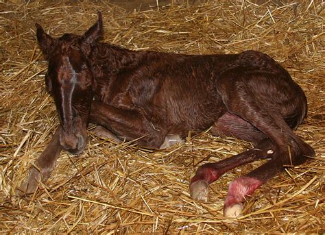 124 Newborn Foal Lying Down By Nylak Stock On Deviantart