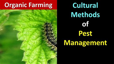 Cultural Methods Of Pest Management For Organic Farming Youtube